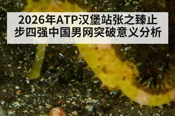 2026年ATP汉堡站张之臻止步四强中国男网突破意义分析